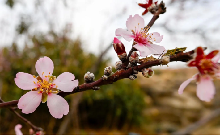 “Bajali” almond trees bloom, enchanting Maysan Governorate’s mountainous landscape with fragrance