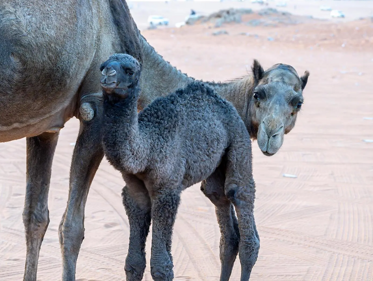 The Cultural Significance of Camel Names in the Arabian Peninsula