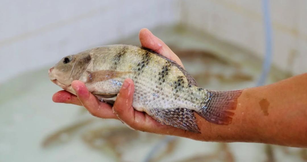 **Discover Saudi Arabia’s Journey Toward a Bold Future**