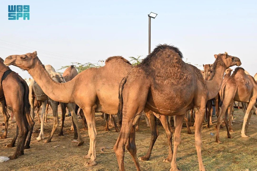 Camels in Jazan: A Heritage of Coast and Mountain
