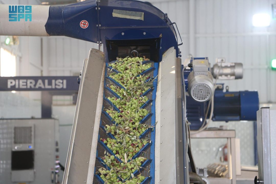 Al-Jouf Olive Presses Start Annual Production Season