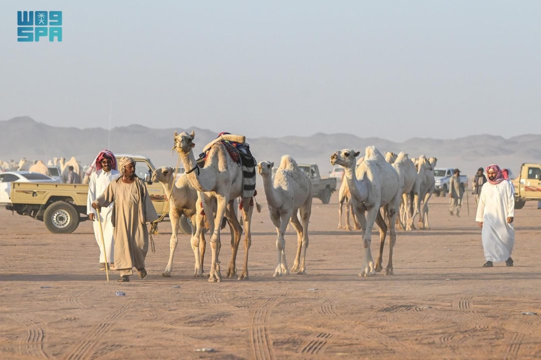 Hail Camel Auction Records Sales Exceeding SAR11 Million