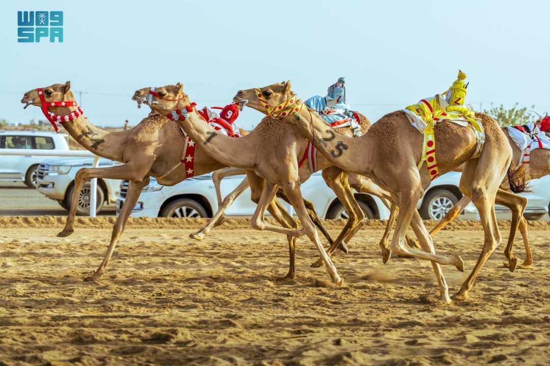 Saudi Camels Take Top Places at Opening of Crown Prince Camel Festival in Taif