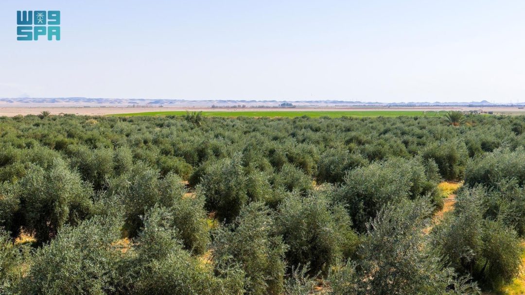 Tabuk’s Olive Harvest Kicks Off with Estimated 94,000 Tons of Olives