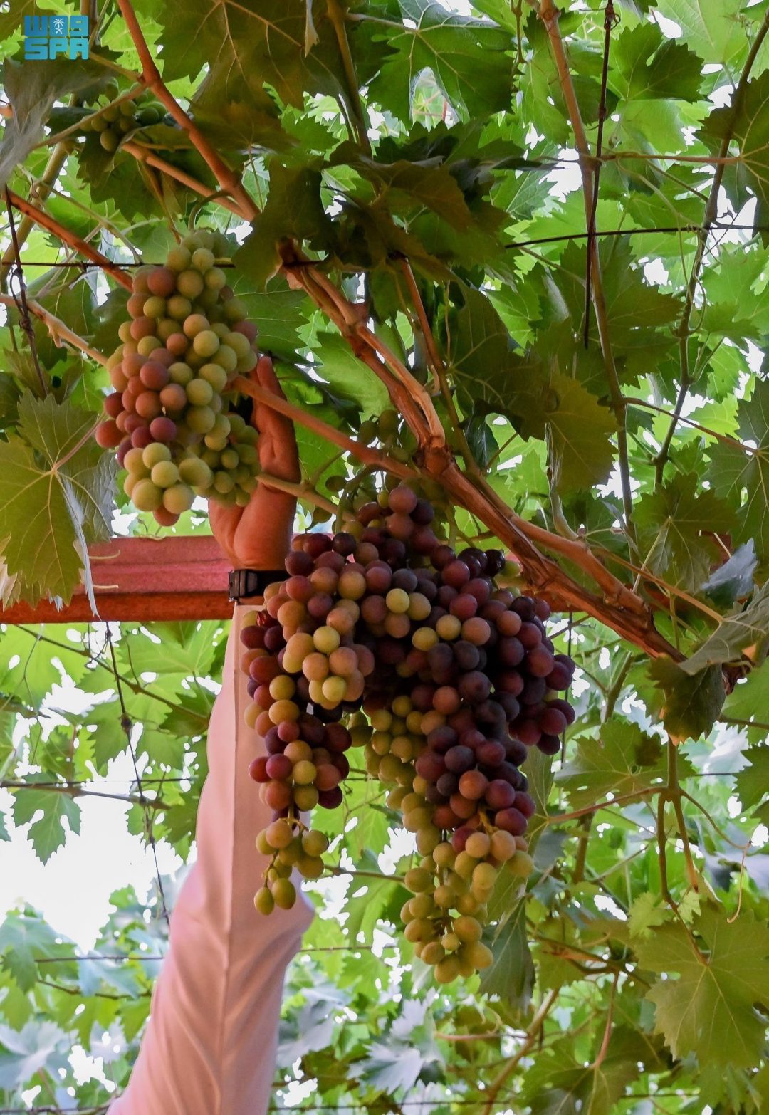 51 Hectares of Al-Baha Grape Farms Yield Up to 772 Tons Annually
