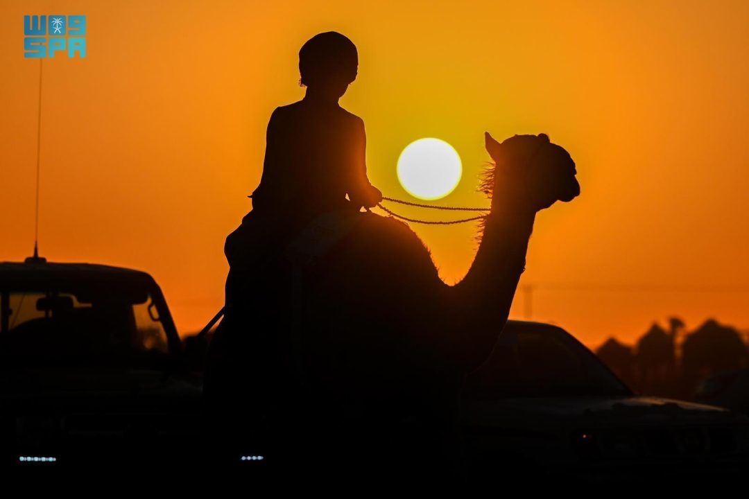 Hail Camel Auction Records over SAR5.7 Million in Sales