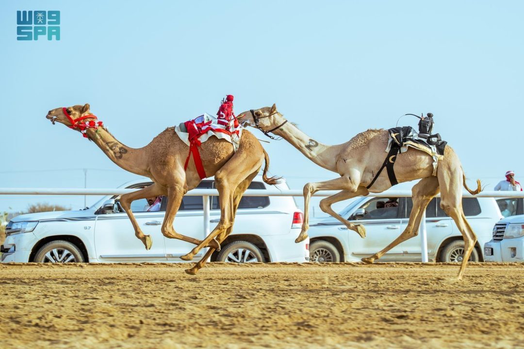 Culture, Sport Converge at Crown Prince Camel Festival with over SAR50 Million in Prizes