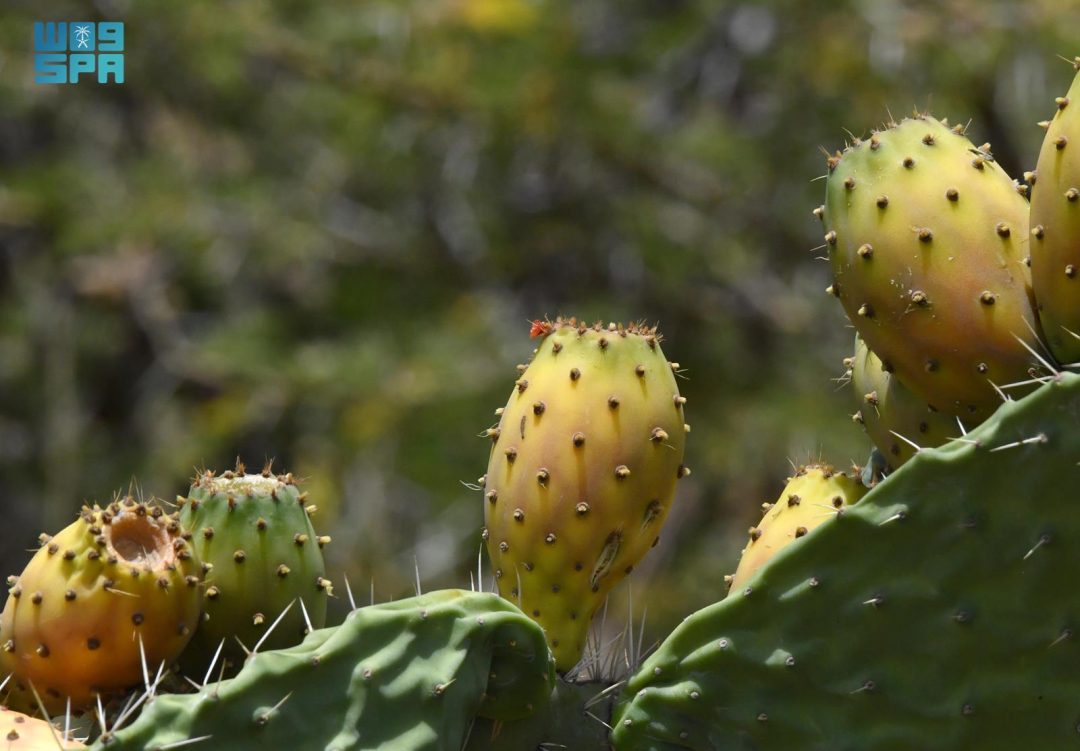 Prickly Pears Revitalize Markets in Aseer, Boost Tourism