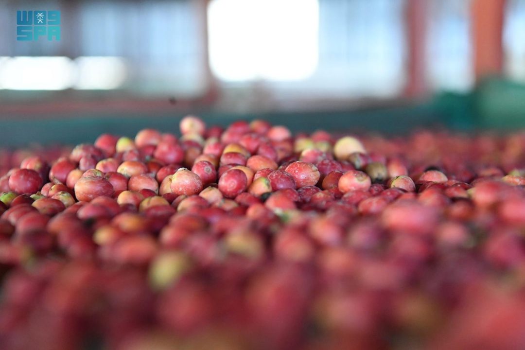 Jazan Coffee Cultivation a Deep-Rooted Heritage Taking Its Place on Global Stage