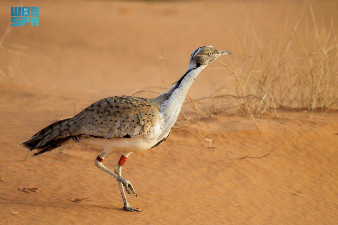 What is Saudi Arabia’s First Natural Site on the UNESCO World Heritage List?