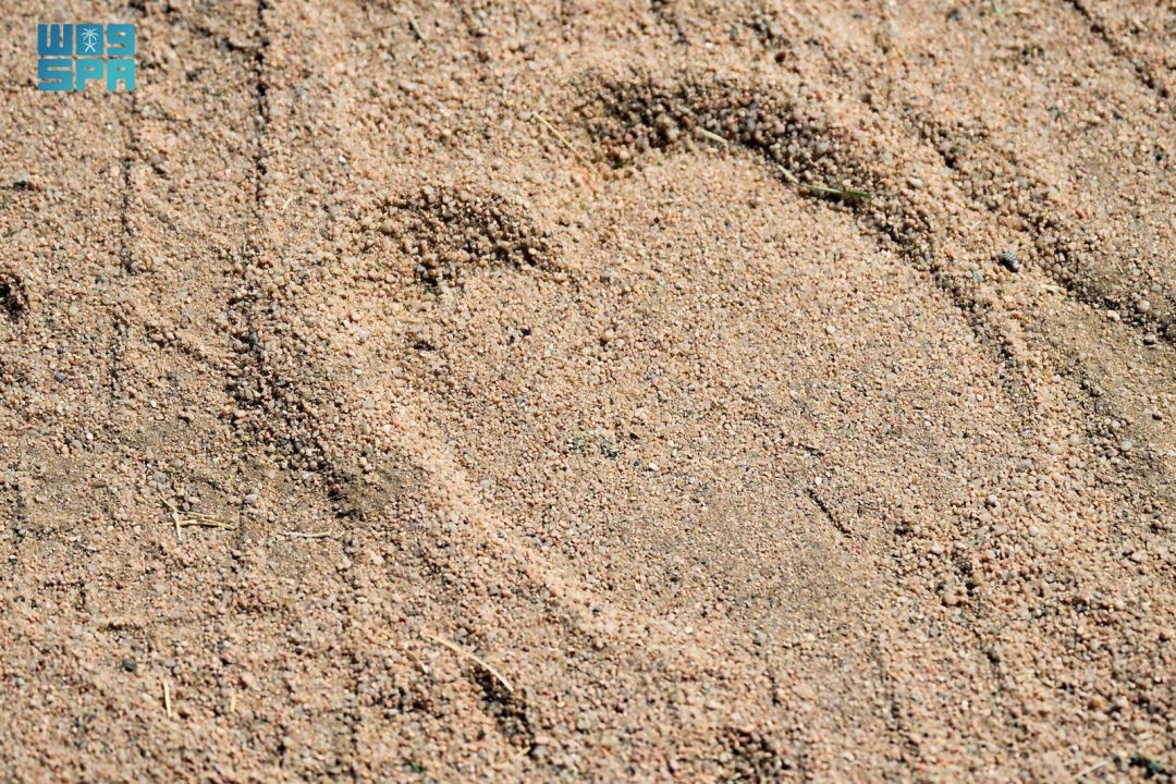 Hoof Print Preserves the Traditional Art of Camel Identification
