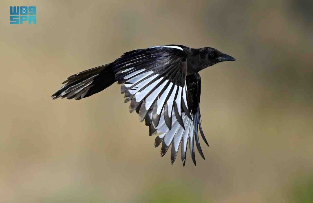 What is Saudi Arabia’s Only Endemic Bird?