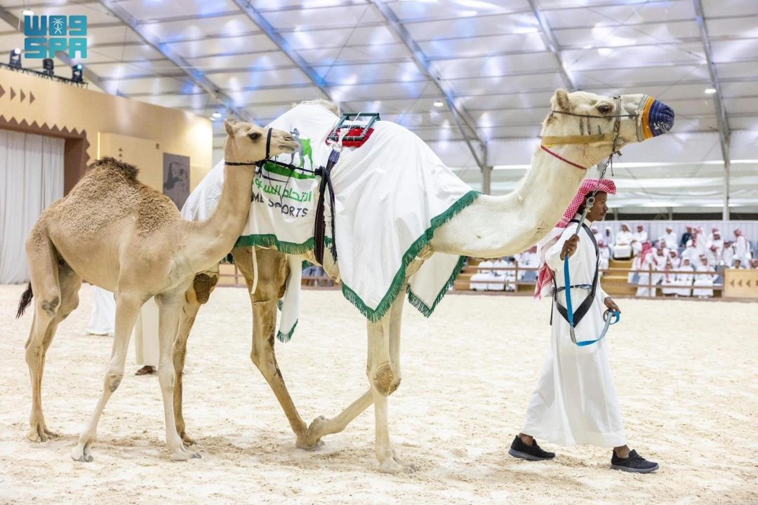 Camel Auction at Falcons and Hunting Exhibition Nets over SAR855,000
