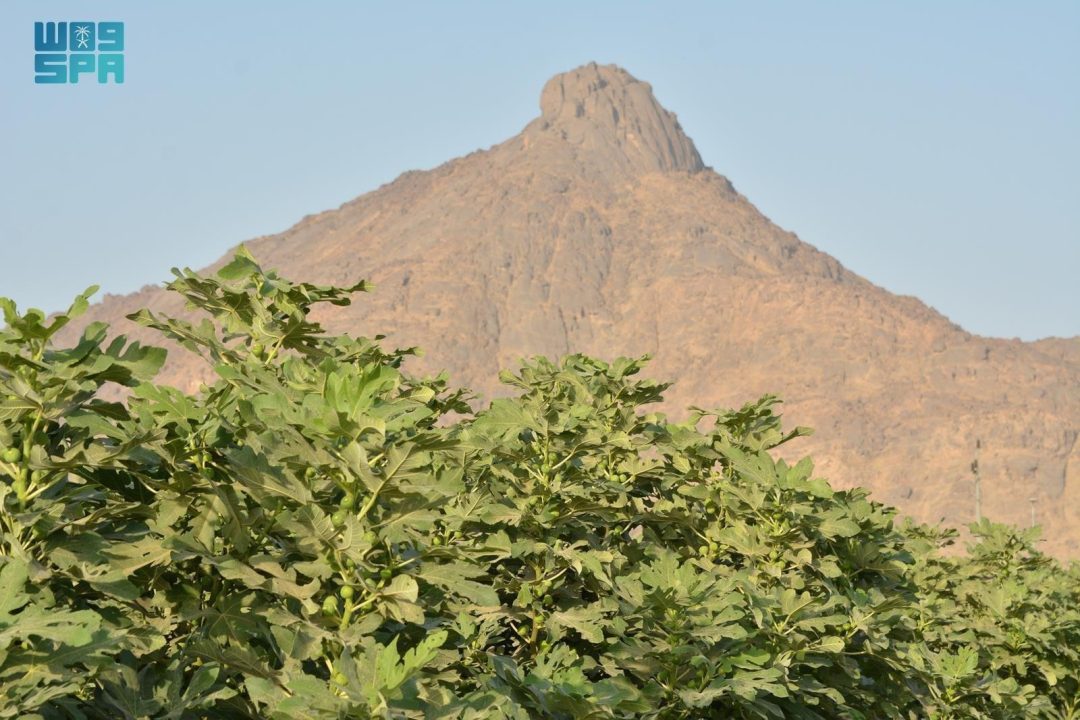 Fig Orchards in Najran: Growing, Thriving Economic Resource