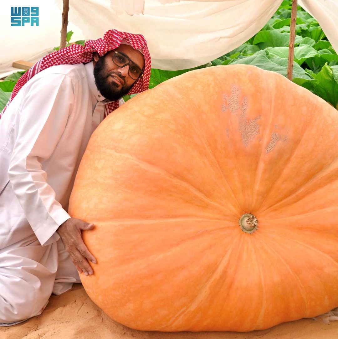 Squash Flourishes in Qassim, Offers Culinary Versatility, Economic Promise