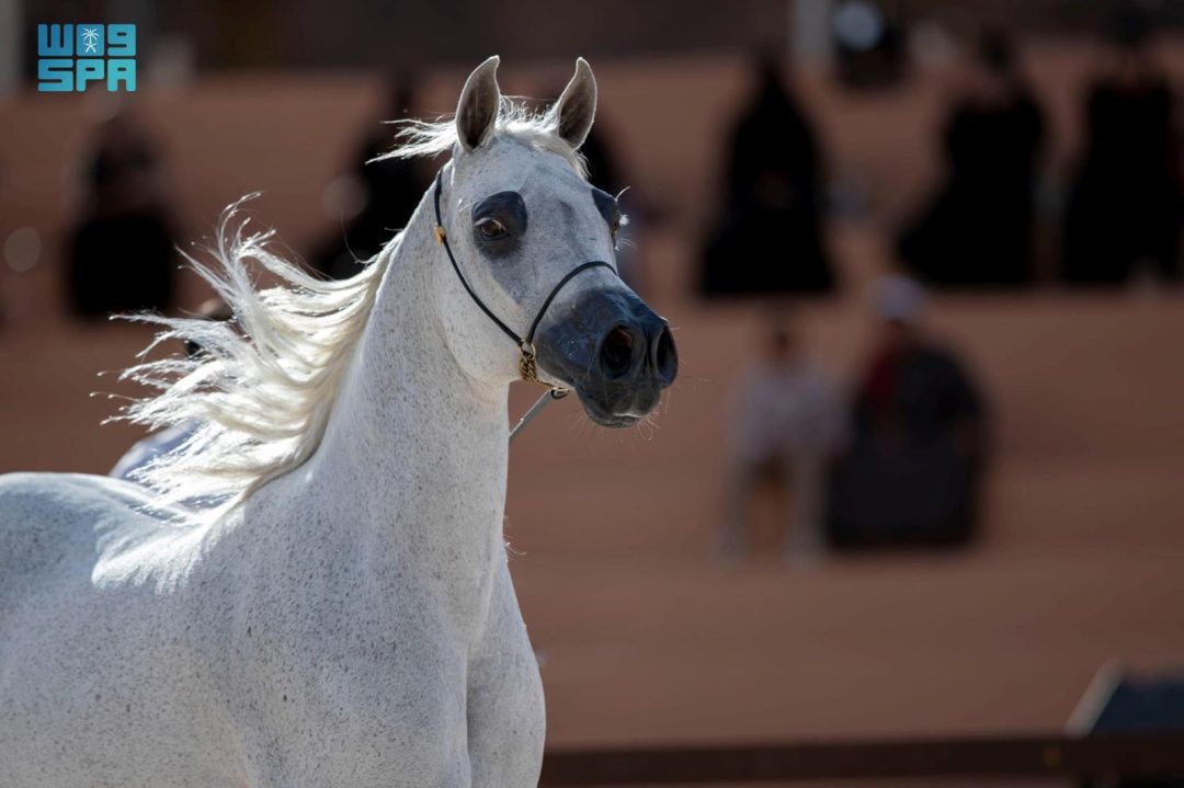 Hail to Host Fourth International Arabian Horse Show in November