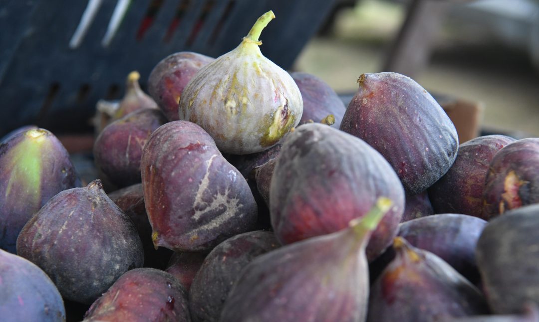 Saudi Reef Unveils Solar Tunnel to Boost Fig Production