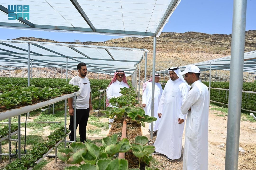 Al-Baha’s Agriculture Flourishes with Surge in Strawberry Cultivation