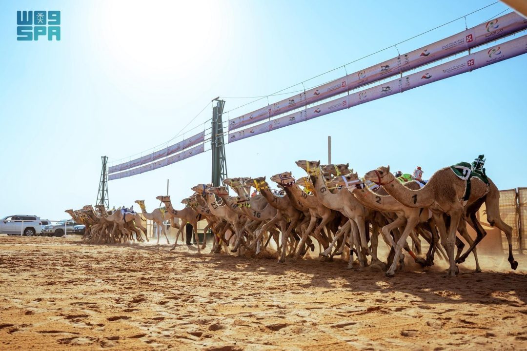 Saudi Camels Win Three Cups in 2025 Olympic Cup Championship