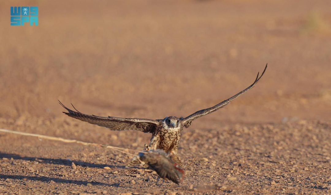 Hunting Season Attracts Enthusiasts in Northern Borders
