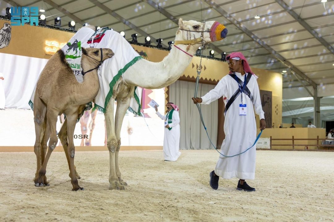 Camel Auction Supports Heritage Sector at Riyadh Falcons and Hunting Exhibition