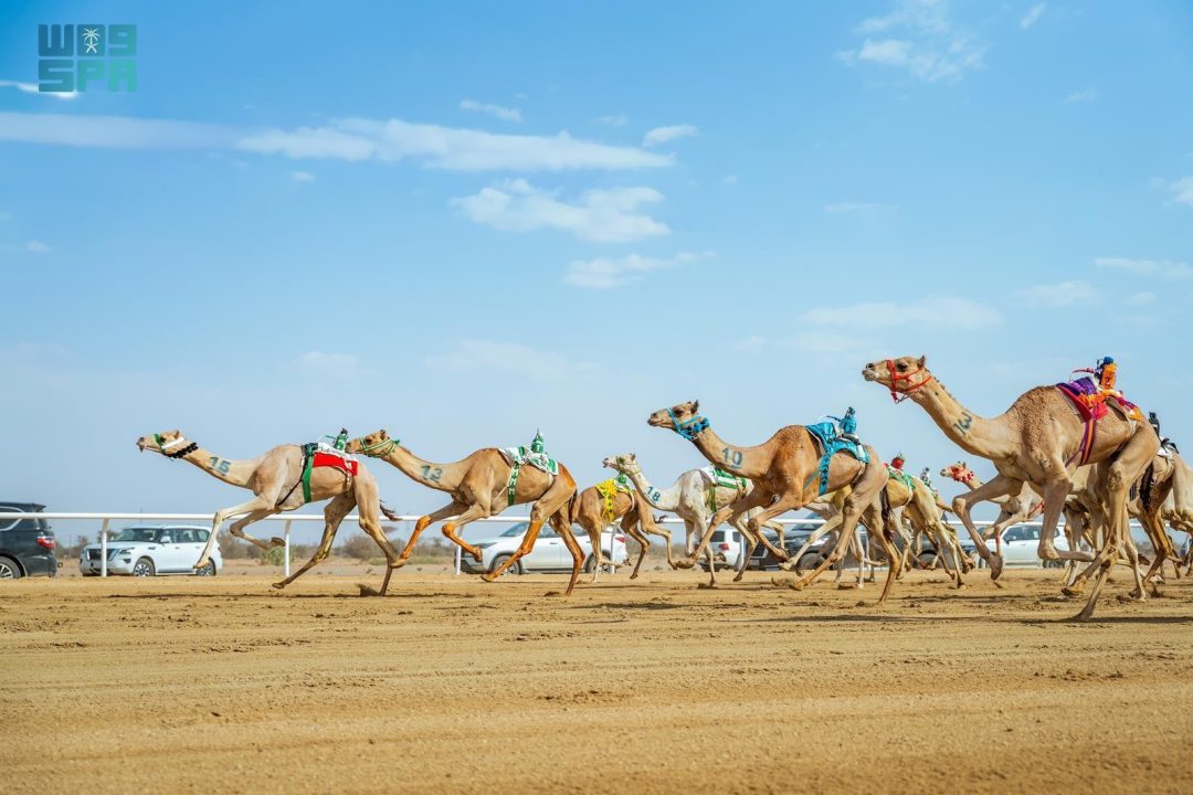 Market Value of Camels at Crown Prince Festival Nears SAR250 million