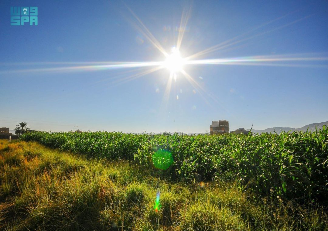 Najran’s Agricultural Sector Thrives with Diverse Crops, Advanced Techniques, Coffee Boom