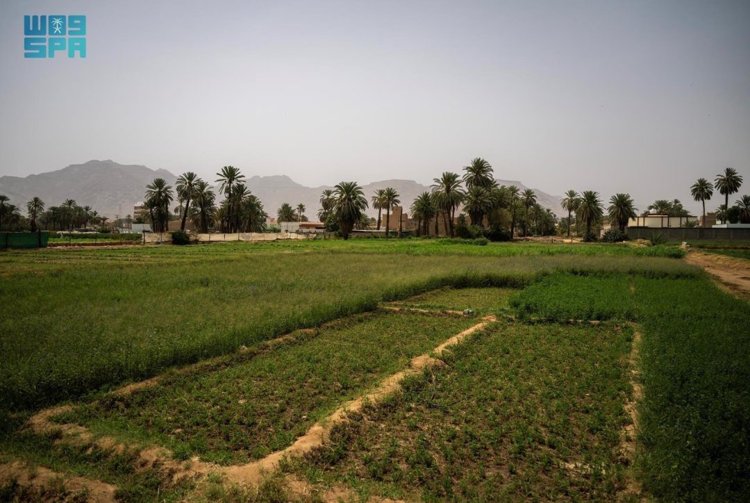 Taif’s Seasonal Crops Play Key Role in Enhancing Food Security