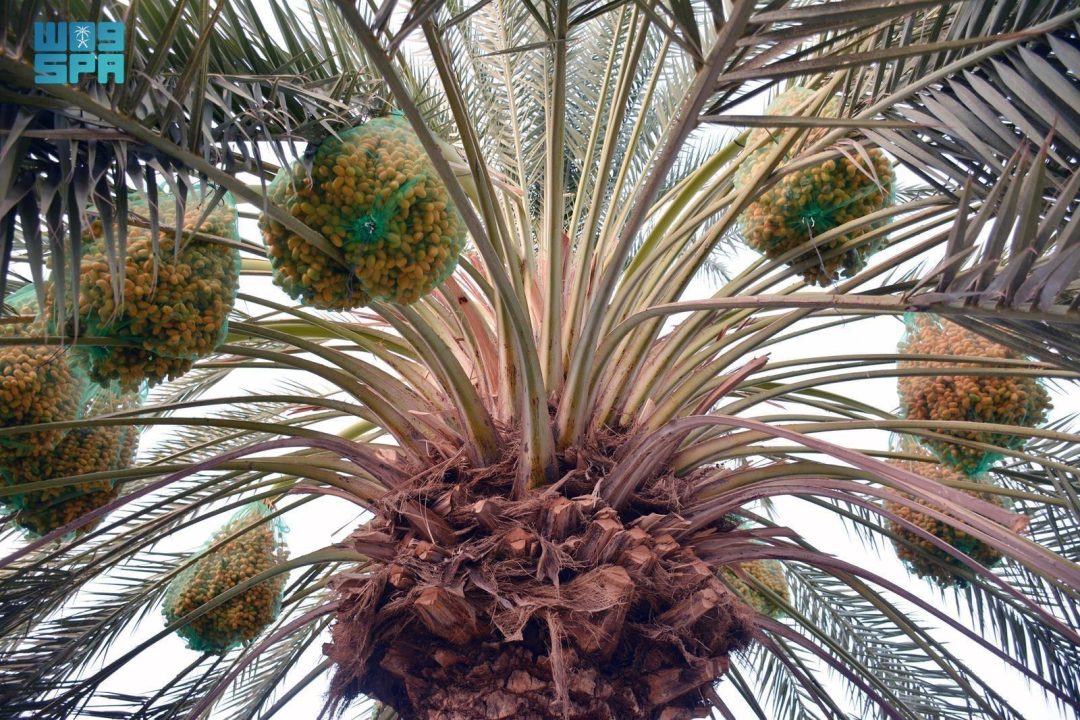 Najran’s Early Dates Boost Markets and Economy