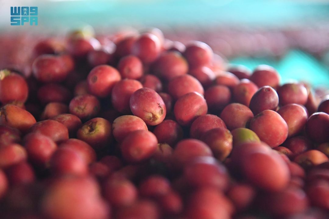 Jazan Coffee Cooperative Supports Thousands of Farmers