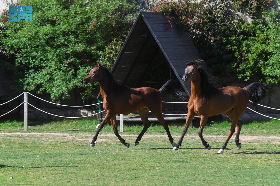 Arabian Horses of Saudi Arabia: A Symbol of Heritage and Authenticity