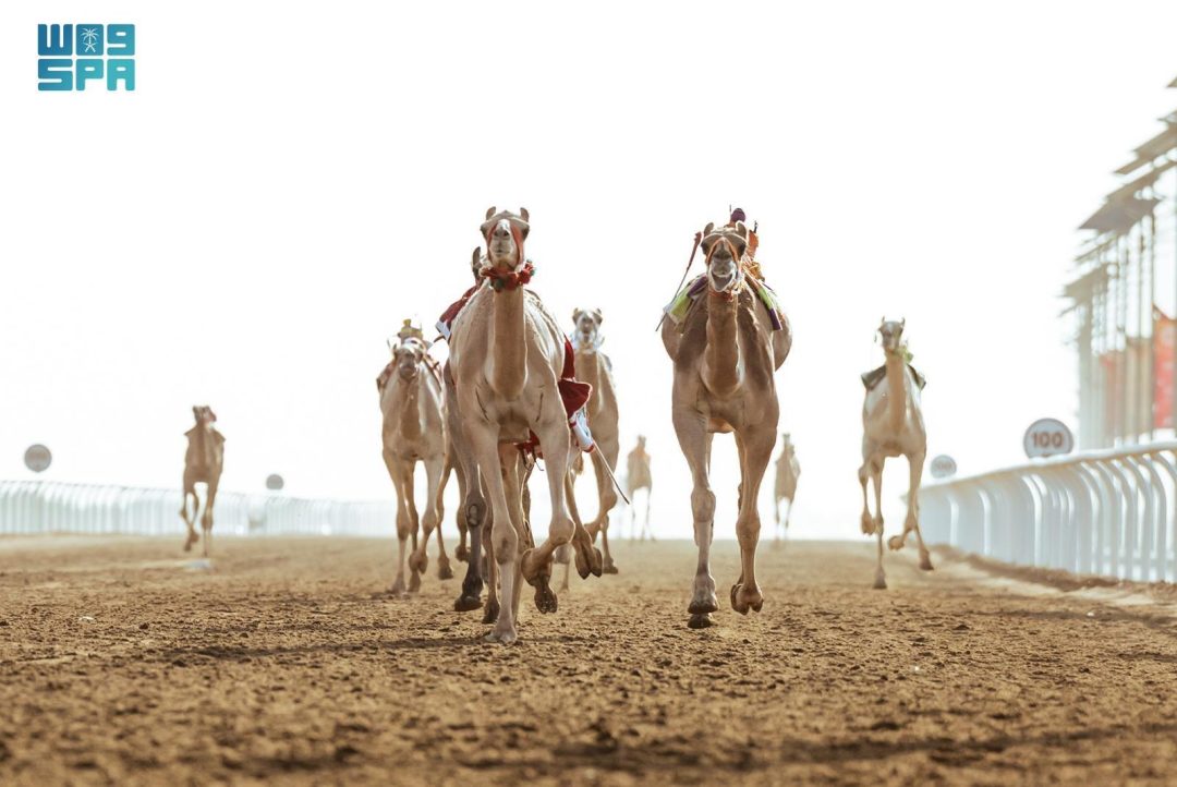 Saudi Camels Lead Competition at Crown Prince Camel Festival with Strong Performance