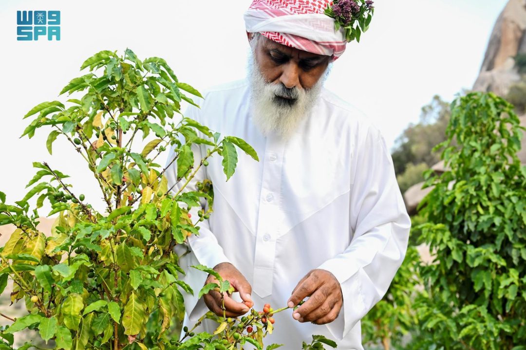 Saudi Arabia Celebrates International Coffee Day: A Cultural and Social Convergence