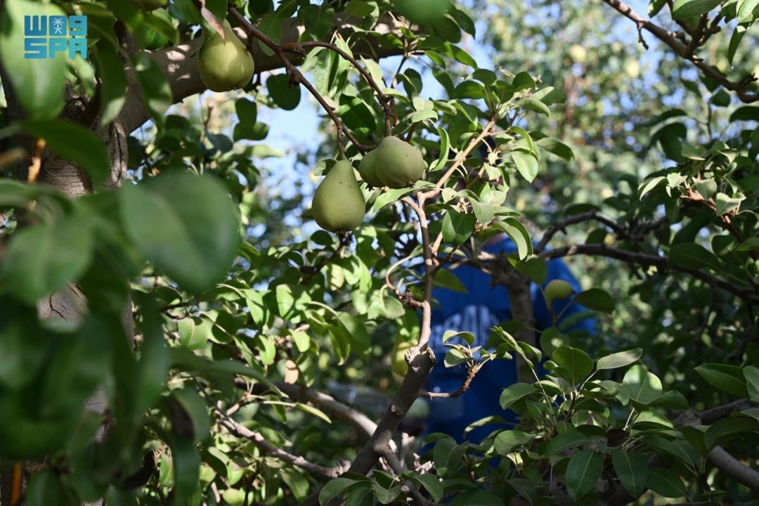Tabuk Farms Bloom: High-Quality Pears Drive Regional Agricultural Growth
