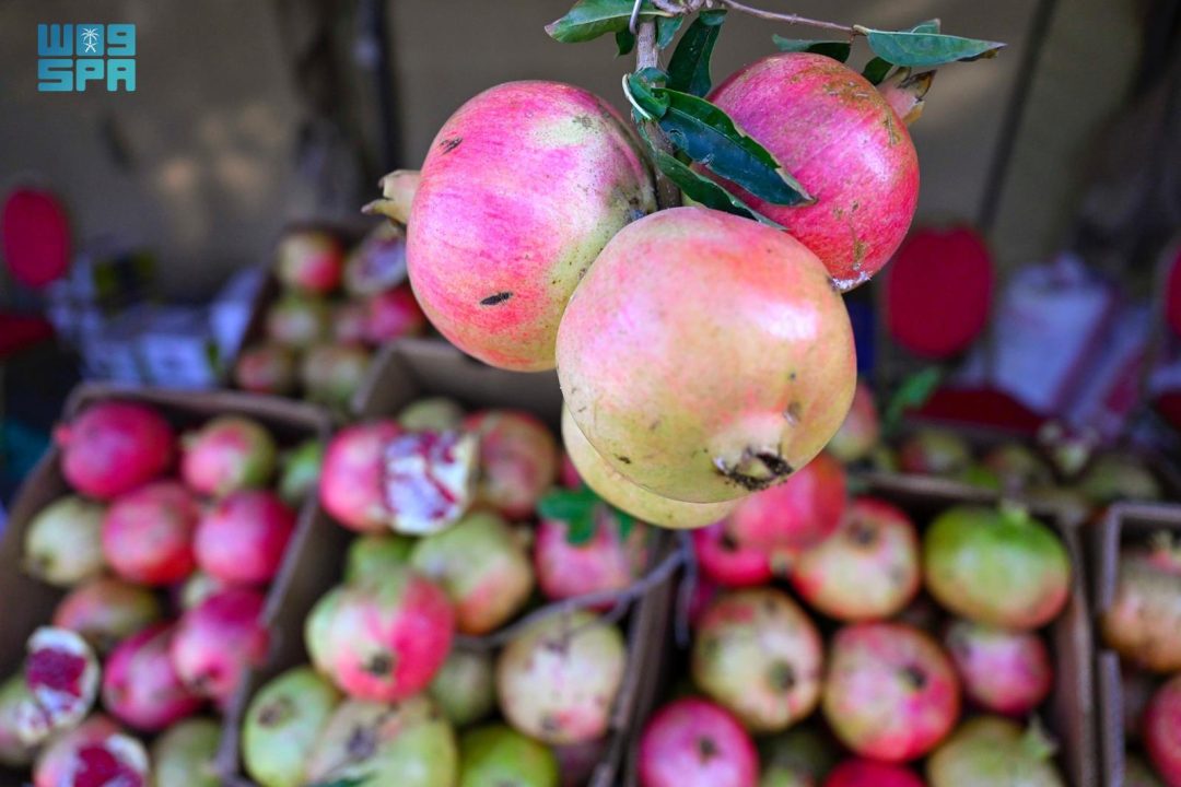 Qassim Region Harvests Over 10,000 Tons of High-Quality Pomegranates