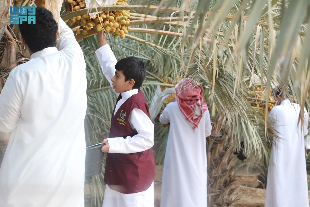 Fifth Youth Date Palm Harvest Season Launched in Qassim