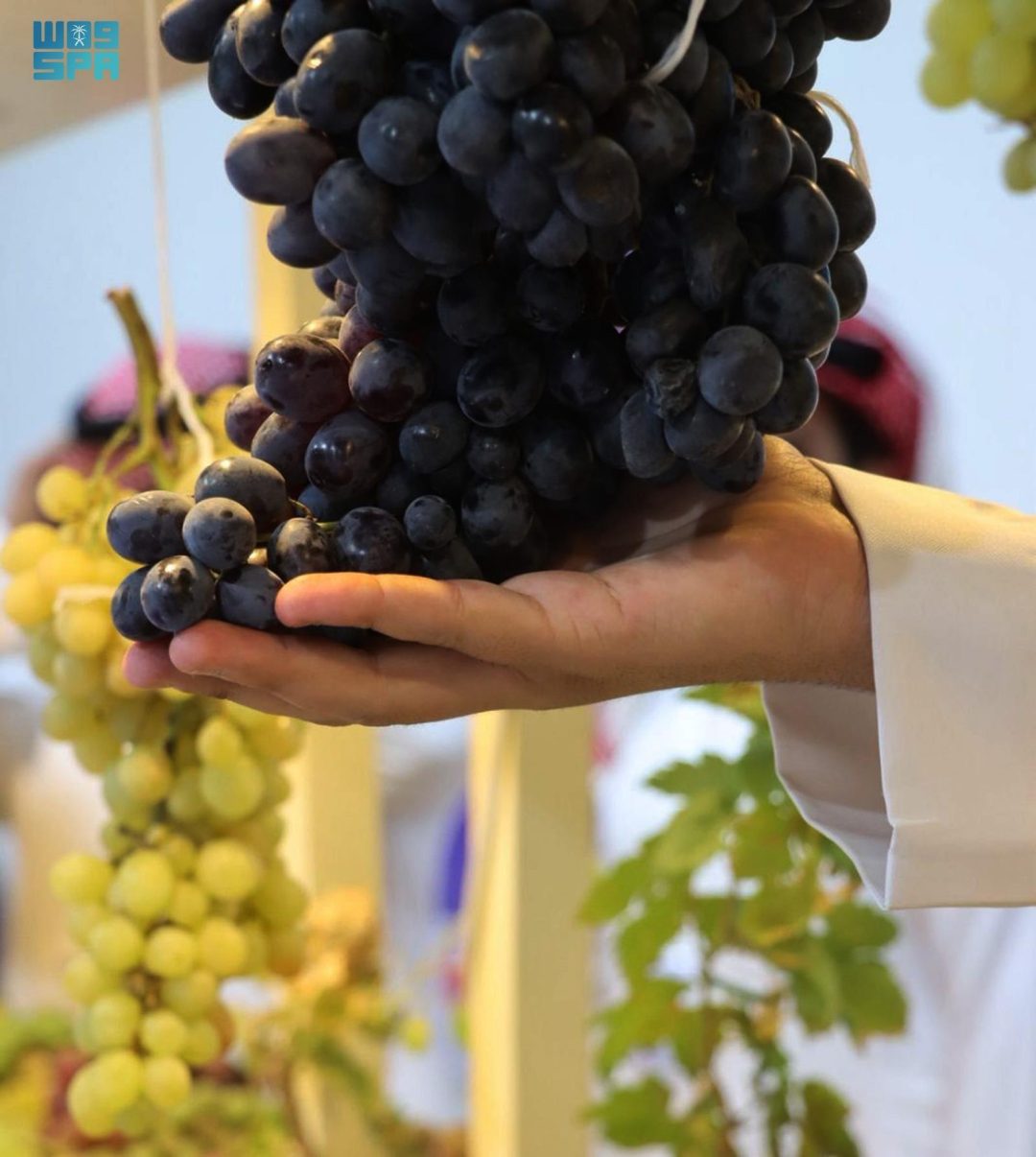 Madinah Region Celebrates Local Grape Harvest at Five-Day Festival