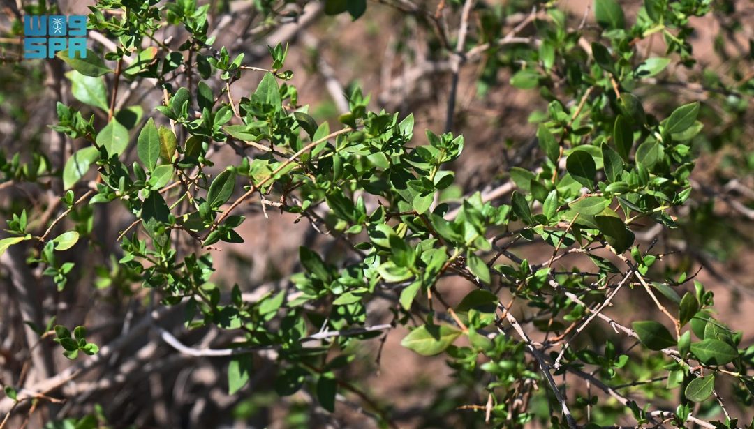 Madinah Henna Offers Promising Investment Potential, High-Quality Production