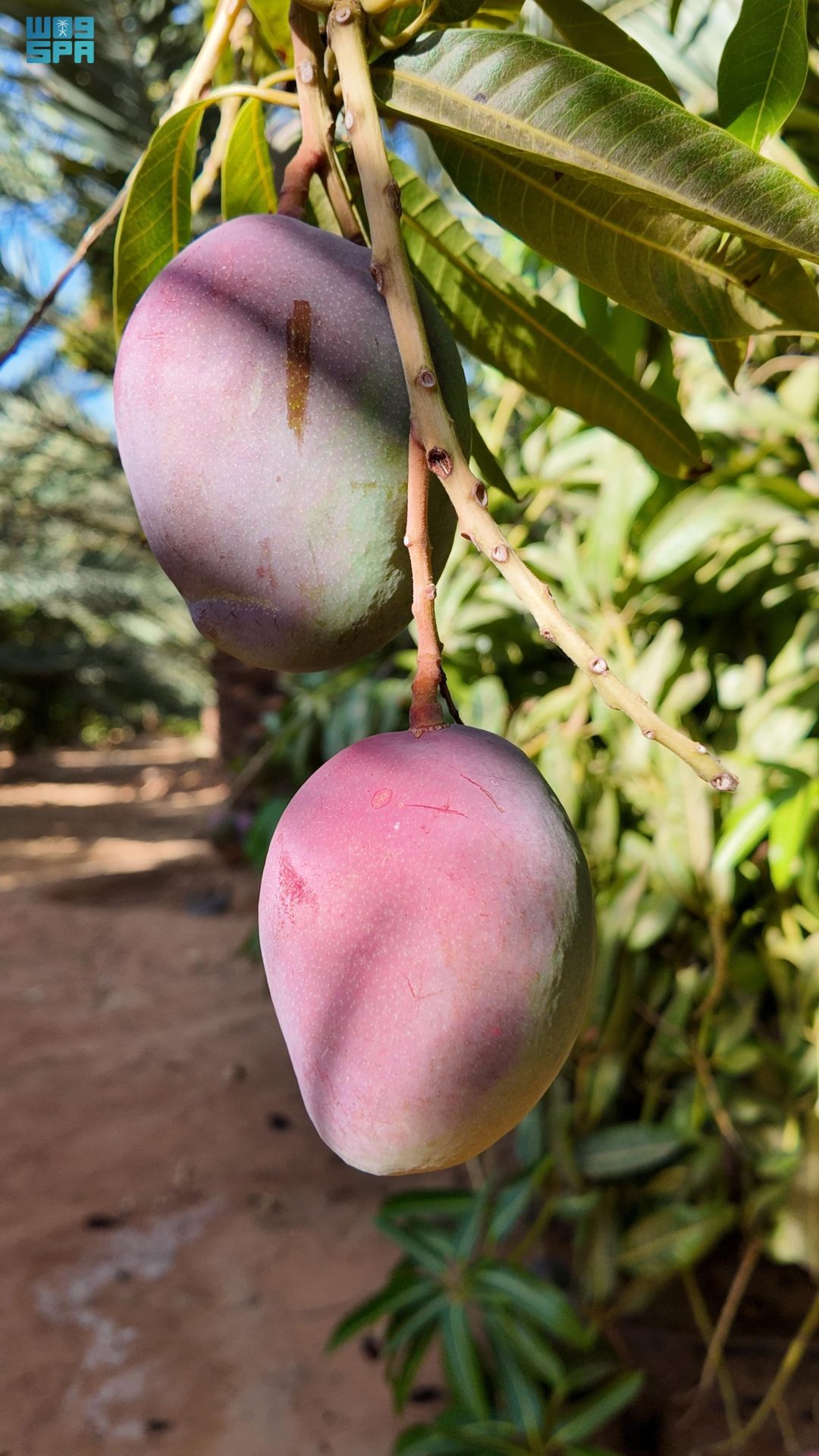Over 50,000 Mango Trees Flourish in AlUla’s Fertile Soil, Yielding over 1,000 Tons Annually