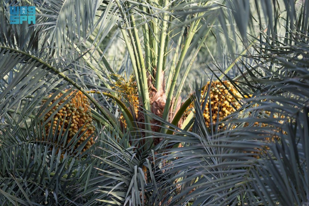 Madinah’s Ruthana: the Most Popular and Demanded Summer Rutab Date
