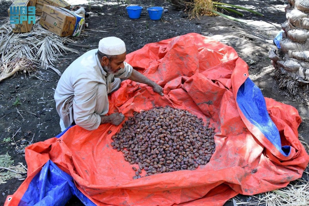 Al-Ahsa Celebrates Date Harvest Season