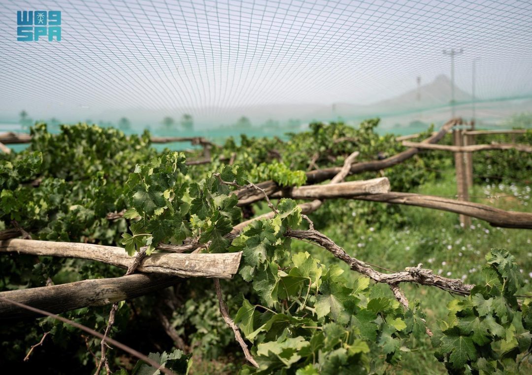 Najran Vineyards Yield Bountiful, High-Quality Grapes for Local Markets