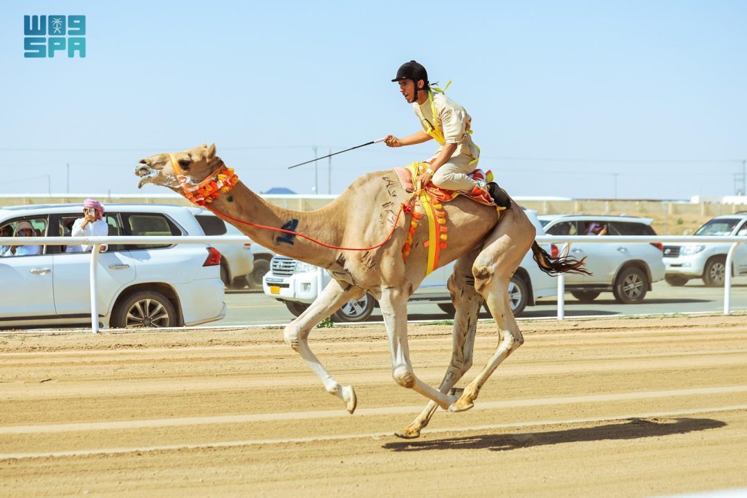 Crown Prince Camel Festival Kicks Off Race for Men and Women Tomorrow