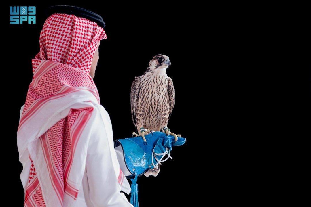 Young Shaheen Falcon Sold on 19th Night of Saudi Falcons Club Auction