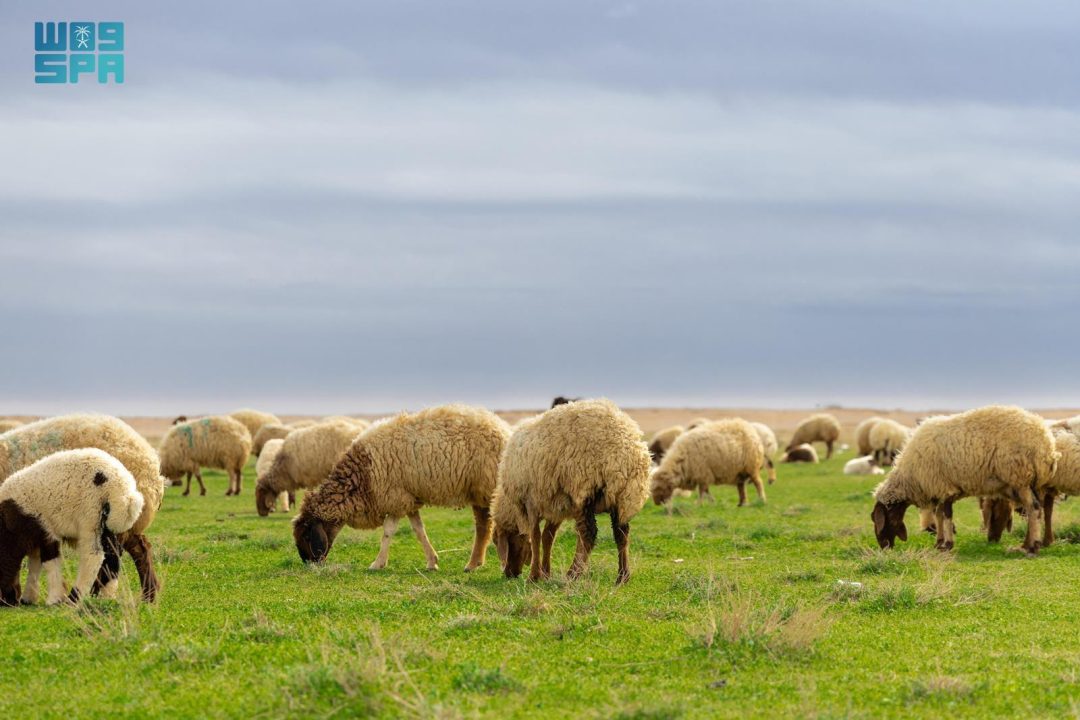 Northern Borders Region: A Cornerstone of Saudi Food Security with Thriving Livestock Sector