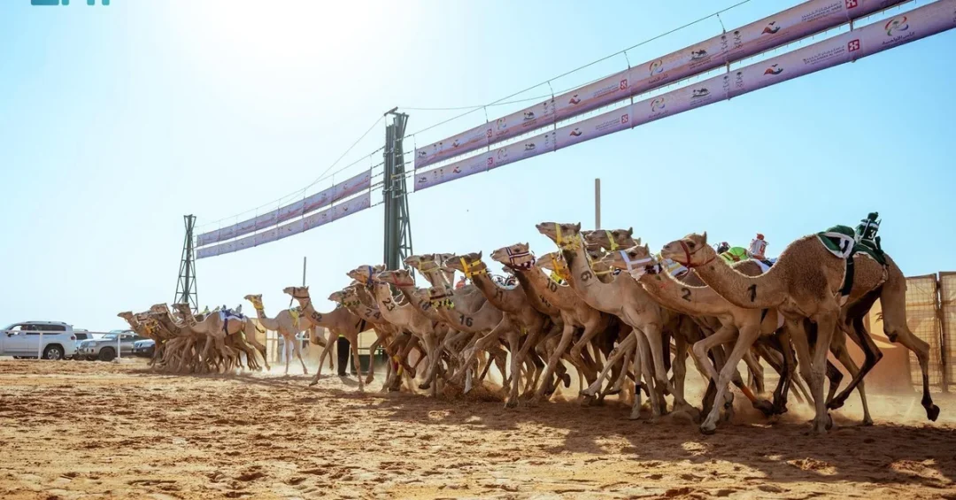 Saudi Arabia Claims Triple Victory at 2025 Olympic Cup Camel Championship