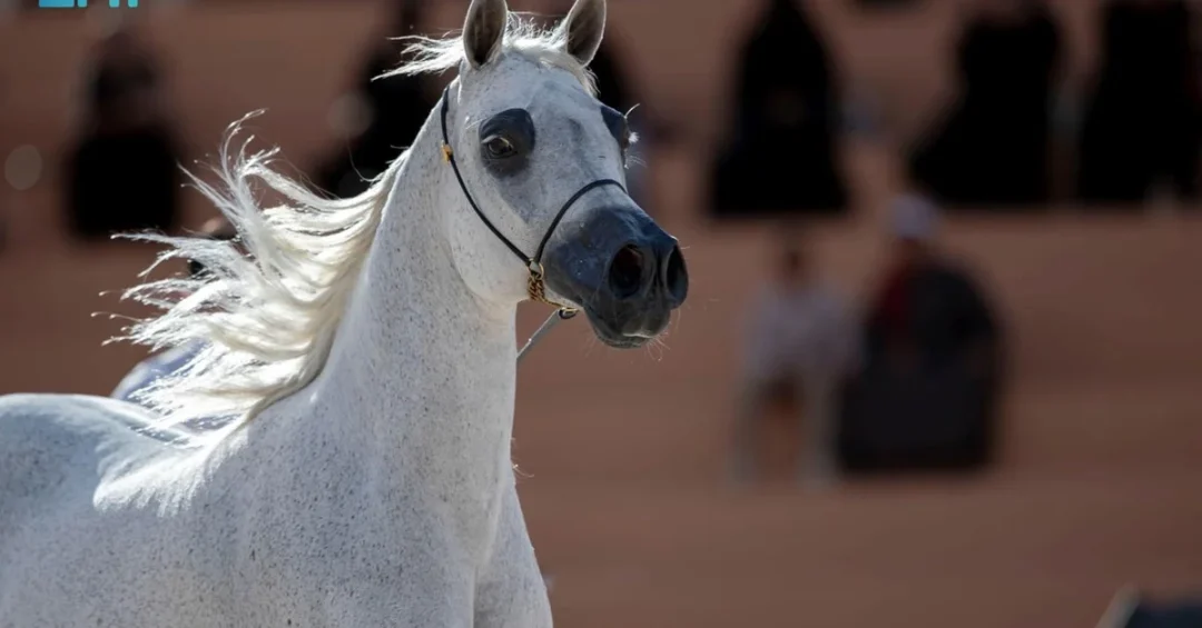 Hail International Arabian Horse Beauty Championship Draws Global Participants