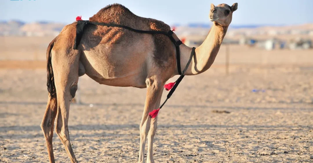 Saudi Arabia’s Awarik Camel: A Living Heritage Under Threat
