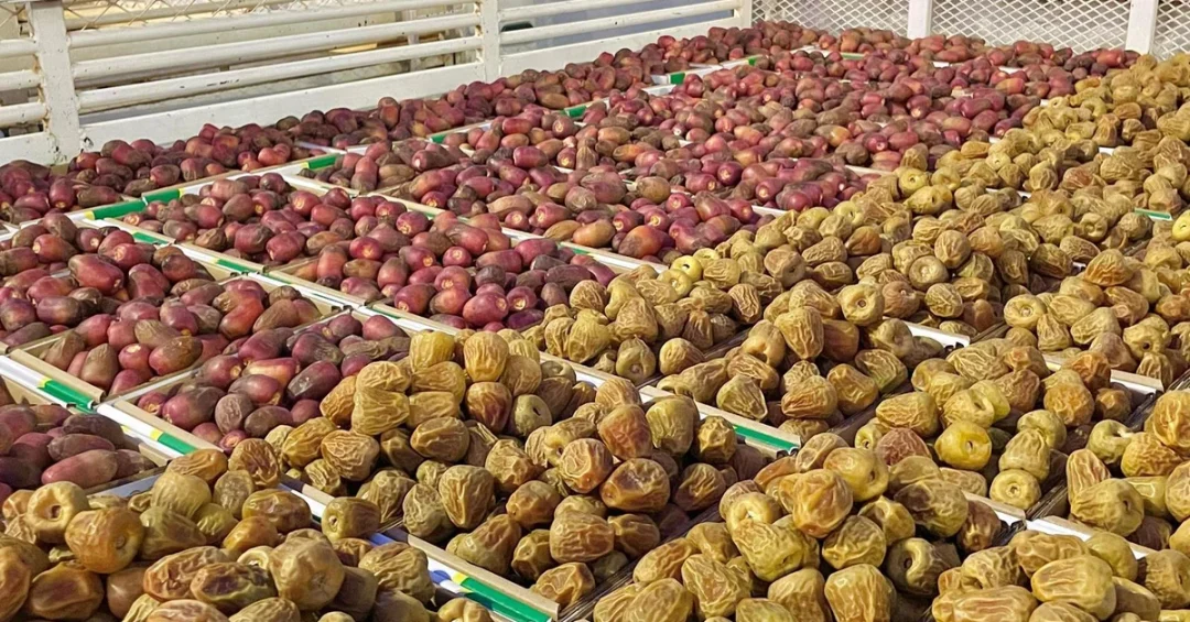 Saudi Arabia’s Date Production Exceeds 1.6 Million Tons, Surpassing Domestic Needs