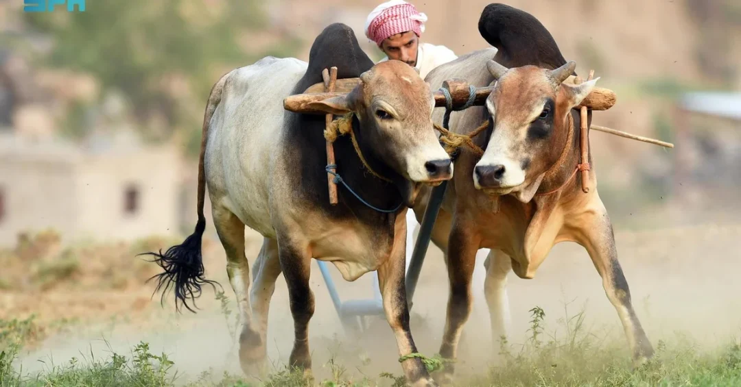Aseer’s Mount Barkouk: Living Testament to Ancient Agricultural Practices